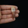 Spinosaurus aegyptiacus