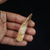 Spinosaurus aegyptiacus