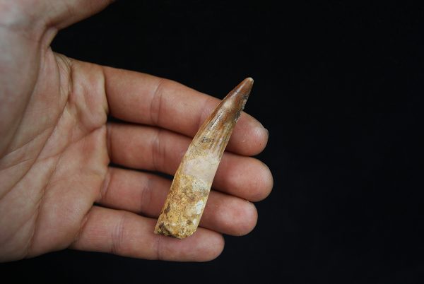 Spinosaurus aegyptiacus