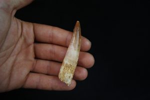 Spinosaurus aegyptiacus