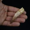 Spinosaurus aegyptiacus