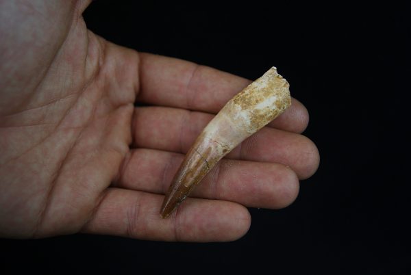 Spinosaurus aegyptiacus