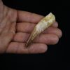 Spinosaurus aegyptiacus