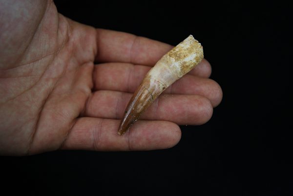 Spinosaurus aegyptiacus