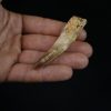 Spinosaurus aegyptiacus