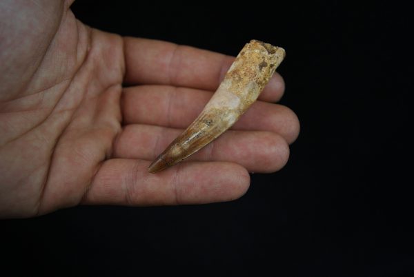 Spinosaurus aegyptiacus