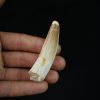 Gran tamaño de Spinosaurus aegyptiacus