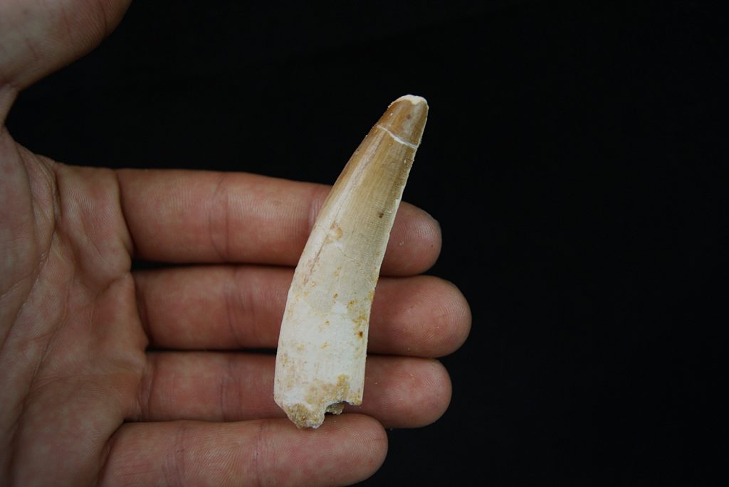 Gran tamaño de Spinosaurus aegyptiacus