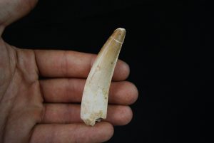 Gran tamaño de Spinosaurus aegyptiacus