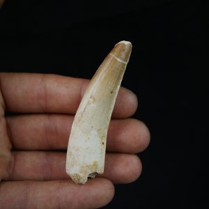 Gran tamaño de Spinosaurus aegyptiacus