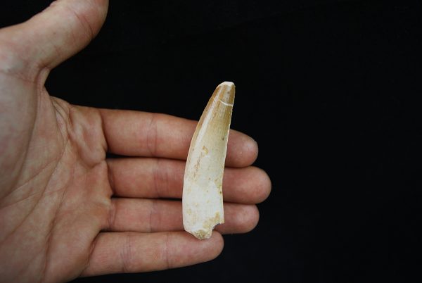 Gran tamaño de Spinosaurus aegyptiacus