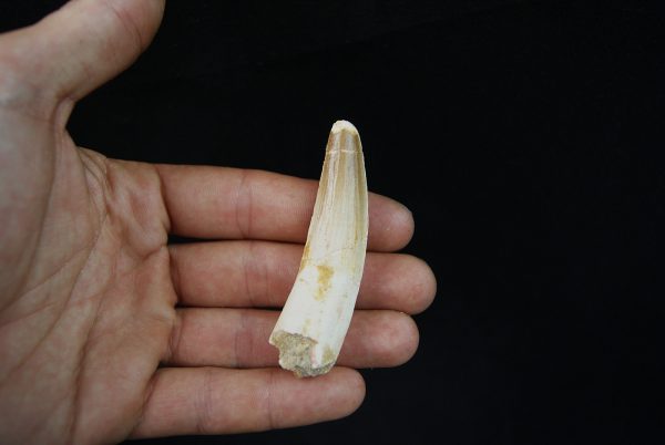 Gran tamaño de Spinosaurus aegyptiacus
