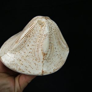 Erizo fósil Clypeaster