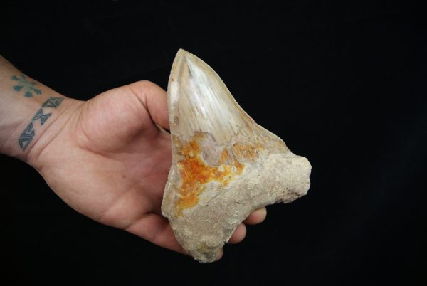 Diente fósil de Megalodon