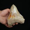 Diente fósil de Megalodon
