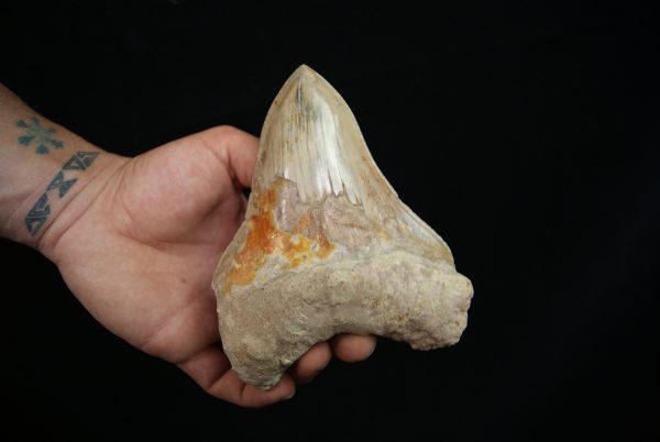 Diente fósil de Megalodon