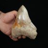 Diente fósil de Megalodon