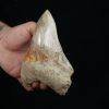 Diente fósil de Megalodon