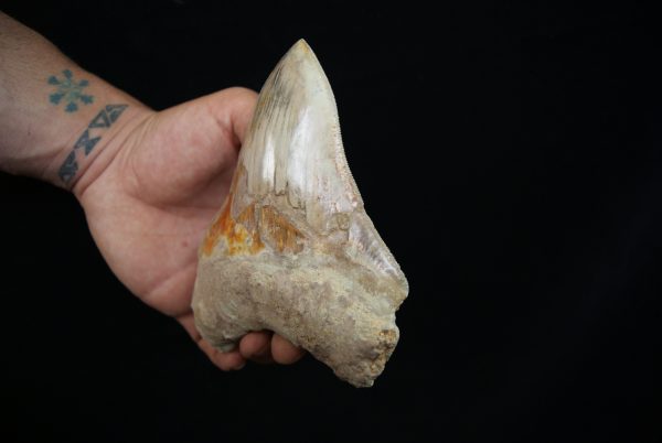 Diente fósil de Megalodon