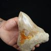 Diente fósil de Megalodon