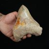 Diente fósil de Megalodon