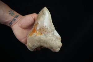Diente fósil de Megalodon