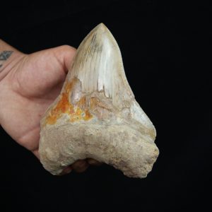 Diente fósil de Megalodon