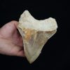 Diente fósil de Megalodon