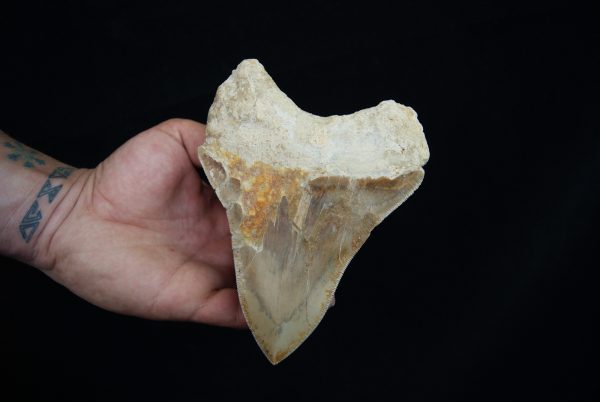 Diente fósil de Megalodon