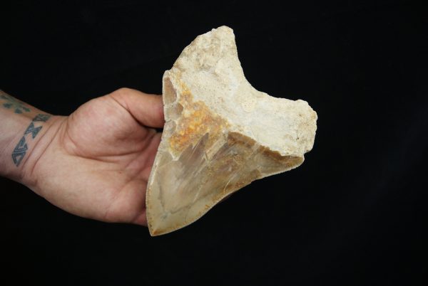 Diente fósil de Megalodon