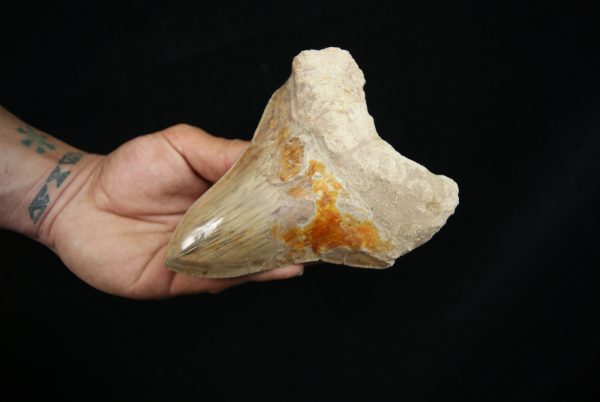 Diente fósil de Megalodon