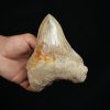 Diente fósil de Megalodon