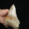 Diente fósil de Megalodon