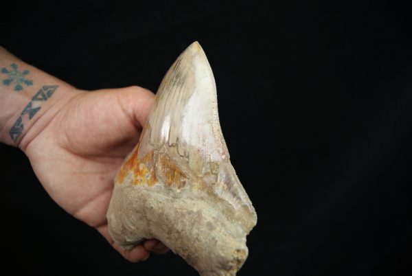 Diente fósil de Megalodon