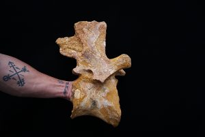 Vértebra fósil  Spinosaurus aegyptiacus