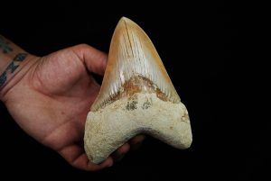 Megalodon de gran tamaño