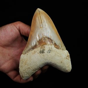 Megalodon de gran tamaño