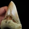 Megalodon de gran tamaño