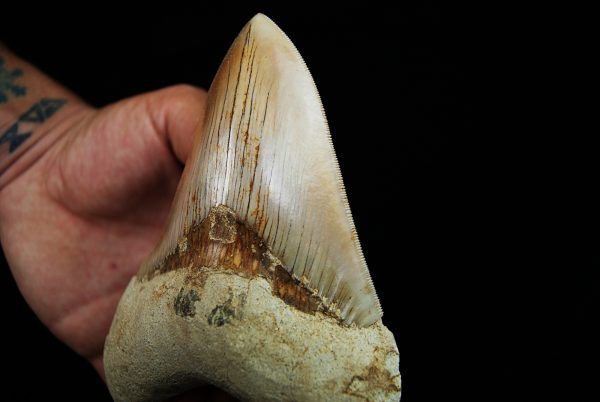 Megalodon de gran tamaño
