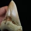 Megalodon de gran tamaño