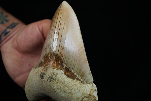 Megalodon de gran tamaño