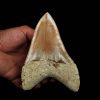 Megalodon de gran tamaño
