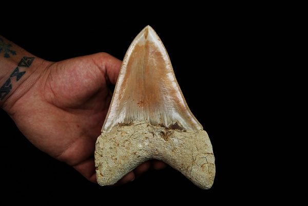 Megalodon de gran tamaño