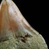 Megalodon de gran tamaño