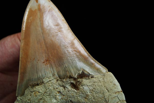 Megalodon de gran tamaño