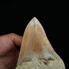 Megalodon de gran tamaño