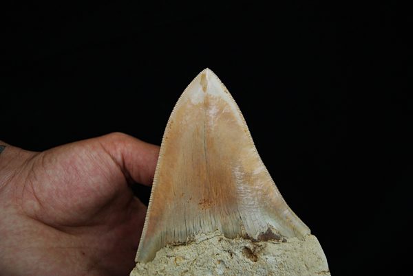 Megalodon de gran tamaño