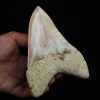 Megalodon de gran tamaño