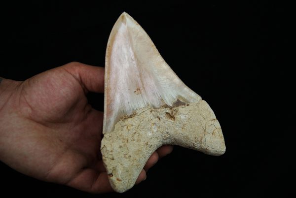 Megalodon de gran tamaño