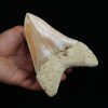 Megalodon de gran tamaño